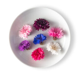 Bachelors-Button-250x245