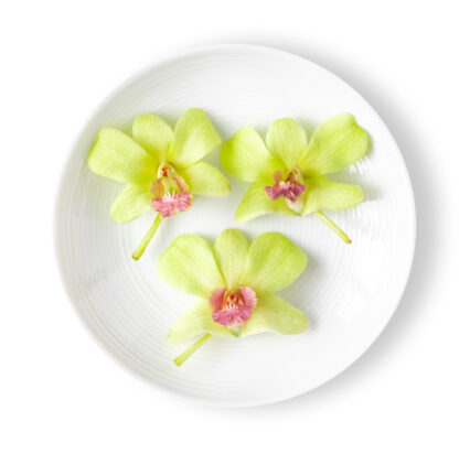 Decorative-Orchid-Jade-426x412