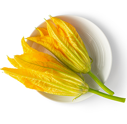 Edible-Flower-Squash-Blossom