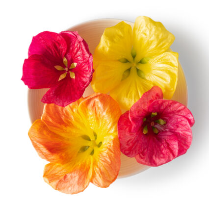 Hibiscus-Flower-426x412