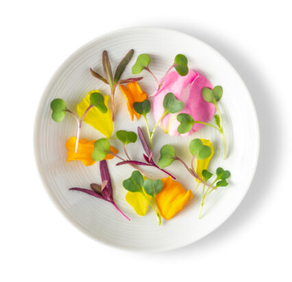 Micro-Chefs-Blend-426x412