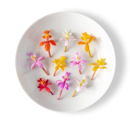 Micro-Orchid™-426x412