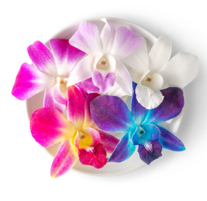Multi-Colored-Orchid-v2-426x412