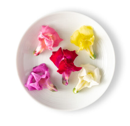 Snapdragon-426x412